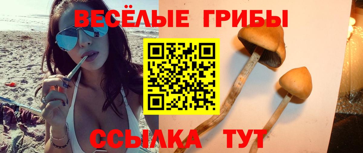 Богородск  Псилоцибиновые грибы Psilocybe  Вход с VPN 